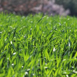Topsoil for lawns and raised beds